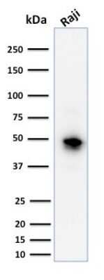 Western Blot: CD79A Antibody (JCB117)Azide and BSA Free [NBP2-34652]