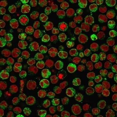 Immunocytochemistry/ Immunofluorescence: CD79A Antibody (SPM550) - Azide and BSA Free [NBP2-34792]