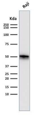 Western Blot: CD79A Antibody (SPM550)Azide and BSA Free [NBP2-34792]