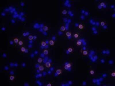 Immunocytochemistry/ Immunofluorescence: CD8 Antibody (53-6.7) - BSA Free [NBP1-49045]