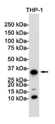 Western Blot: CD8 Antibody (S09-8E7) [NBP3-14871]