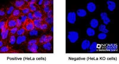 Knockout Validated: CD81 Antibody (1.3.3.22) - Azide and BSA Free [NBP2-54548]