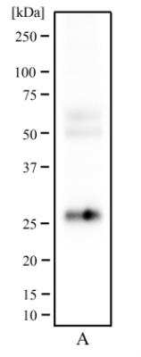 Western Blot: CD81 Antibody (1D6)BSA Free [NB100-65805]