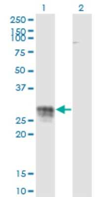 Western Blot: CD83 Antibody (3G10-1F4) [H00009308-M01]