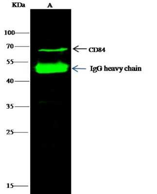 Immunoprecipitation: CD84/SLAMF5 Antibody (6) [NBP2-89267]