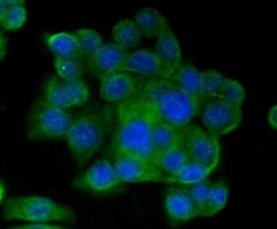 Immunocytochemistry/ Immunofluorescence: CD9 Antibody (SA35-08) [NBP2-67310]