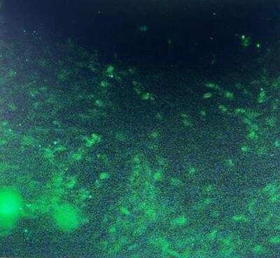Immunocytochemistry/ Immunofluorescence: CD90/Thy1 Antibody (AF-9) [NBP2-45230]