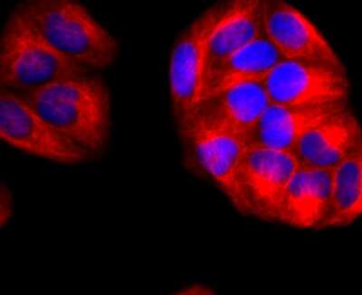 Immunocytochemistry/ Immunofluorescence: CD90/Thy1 Antibody (JF10-09) [NBP2-66763]