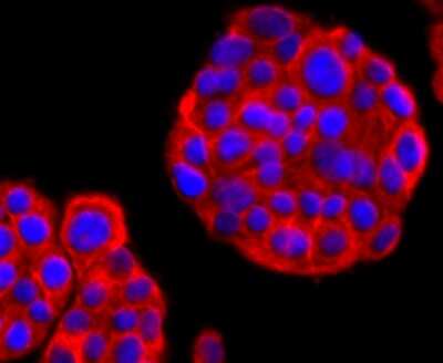 Immunocytochemistry/ Immunofluorescence: CD90/Thy1 Antibody (JF10-09) [NBP2-66763]