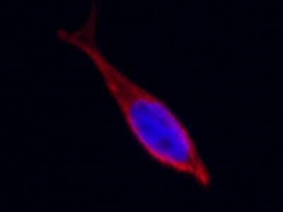 Immunocytochemistry/ Immunofluorescence: CD97 Antibody [NBP2-99765]