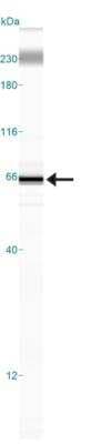 Simple Western: CD97 Antibody [NBP2-24552]