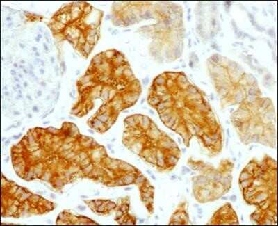 Immunohistochemistry-Paraffin: CD98 Antibody (1C11.7E3) - Azide and BSA Free [NBP2-80662]