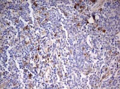 Immunohistochemistry-Paraffin: CD99 Antibody (OTI1D5) [NBP2-46181]