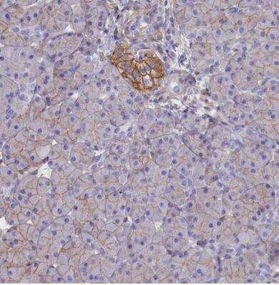 Immunohistochemistry-Paraffin: CD99 Antibody [NBP1-82650]