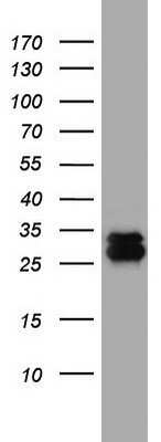 Western Blot: CD99 Antibody (OTI1D5)Azide and BSA Free [NBP2-71197]