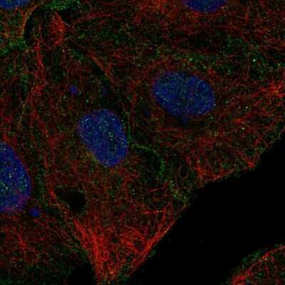 Immunocytochemistry/ Immunofluorescence: CD99-L2 Antibody [NBP2-68771]
