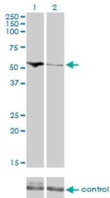 Western Blot: CDADC1 Antibody (1A2) [H00081602-M01]