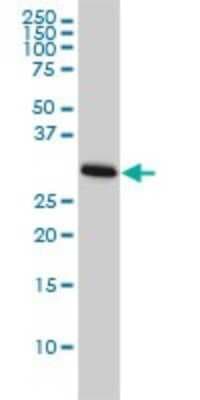 Western Blot: CDC2/CDK1 Antibody (1A4-1A9) [H00000983-M01]