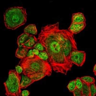 Immunocytochemistry/ Immunofluorescence: CDC2/CDK1 Antibody (2G9) - BSA Free [NBP2-37626]
