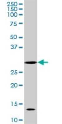 Western Blot: CDC2/CDK1 Antibody (8F1) [H00000983-M04]