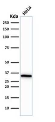 Western Blot: CDC2/CDK1 Antibody (CDK1/873) [NBP2-44915]