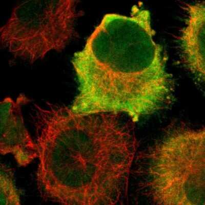 Immunocytochemistry/ Immunofluorescence: CDC2/CDK1 Antibody [NBP1-85729]