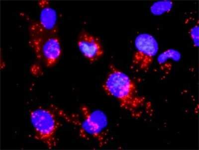 Proximity Ligation Assay: CDC25A Antibody (3D5) [H00000993-M01]