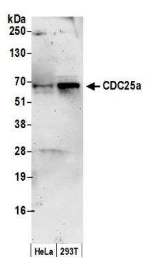 Western Blot: CDC25A Antibody [NB100-213]