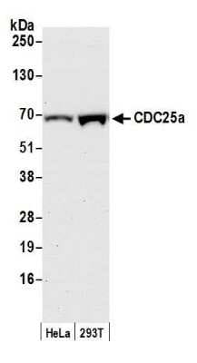 Western Blot: CDC25A Antibody [NB100-213]