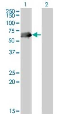 Western Blot: CDC25C Antibody (3B11) [H00000995-M01]