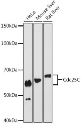 Western Blot: CDC25C Antibody (6R0I6) [NBP3-15437]