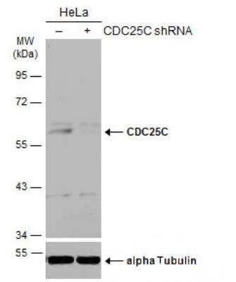 Western Blot: CDC25C Antibody [NBP2-15827]