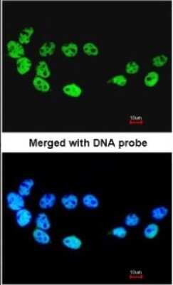 Immunocytochemistry/ Immunofluorescence: CDC26 Antibody [NBP1-33112]