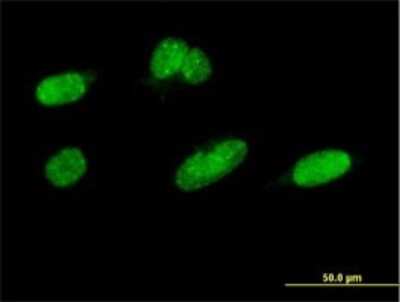 Immunocytochemistry/ Immunofluorescence: CDC2L2 Antibody (1A9) [H00728642-M01]