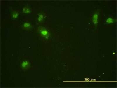 Immunocytochemistry/ Immunofluorescence: CDC2L5 Antibody (1B3-1B11) [H00008621-M01]