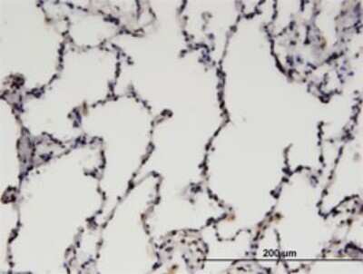 Immunohistochemistry-Paraffin: CDC2L6 Antibody (3D7) [H00023097-M01]