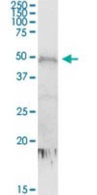 Western Blot: CDC2L6 Antibody [H00023097-D01P]