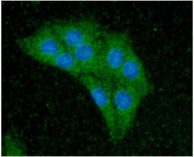 Immunocytochemistry/ Immunofluorescence: CDC37 Antibody (3G7) - BSA Free [NBP2-59466]
