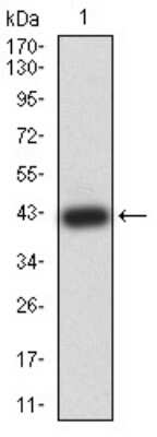 Western Blot: CDC37 Antibody (6B3B5)BSA Free [NBP2-61731]