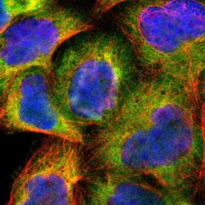 Immunocytochemistry/ Immunofluorescence: CDC37 Antibody [NBP1-80960]