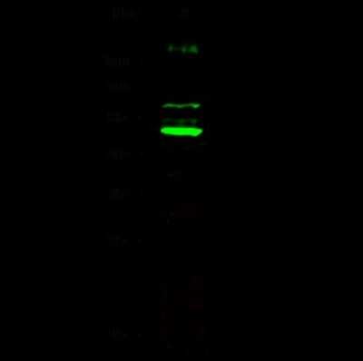 Western Blot: CDC37 Antibody [NBP2-98122]