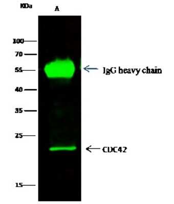 Immunoprecipitation: CDC42 Antibody [NBP2-98725]