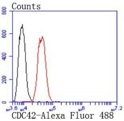 Flow Cytometry: CDC42 Antibody (JJ086-04) [NBP2-67895]