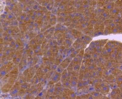 Immunohistochemistry-Paraffin: CDC42 Antibody (JJ086-04) [NBP2-67895]