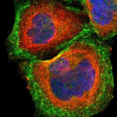 Immunocytochemistry/ Immunofluorescence: CDC42EP1 Antibody [NBP1-88379]