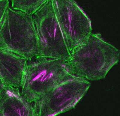 Immunocytochemistry/ Immunofluorescence: CDC42EP1 Antibody [NBP1-88379]