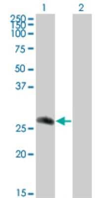 Western Blot: CDC42EP2 Antibody (2H7) [H00010435-M01]