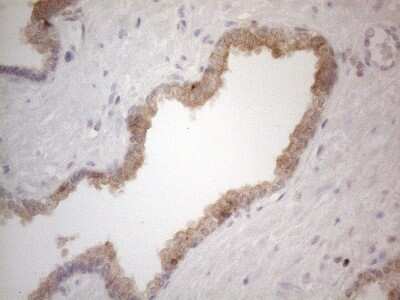 Immunohistochemistry: CDC42SE2 Antibody (OTI1B12) [NBP2-46191]