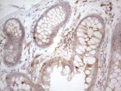 Immunohistochemistry: CDC42SE2 Antibody (OTI1B12) - Azide and BSA Free [NBP2-72070]