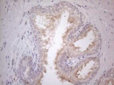 Immunohistochemistry: CDC42SE2 Antibody (OTI1B12) - Azide and BSA Free [NBP2-72070]